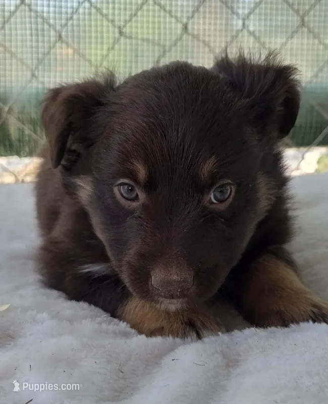 Quil, ASDR – Australian Shepherd puppy for sale in Mineola, TX