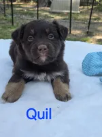 Quil, ASDR, a male Australian Shepherd for sale in Mineola, TX – Photo 3 of 3