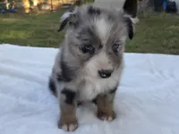 RaeAnn, ASDR, a female Australian Shepherd for sale in Mineola, TX – 3 of 10