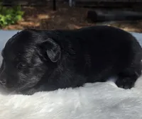 Talia, a male Australian Shepherd for sale in Mineola, TX – 3 of 3