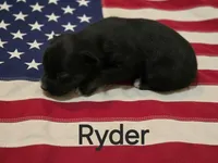 Ryder, ASDR, a male Australian Shepherd for sale in Mineola, TX – 2 of 2