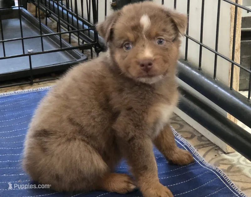 River, ASDR – Australian Shepherd puppy for sale in Mineola, TX