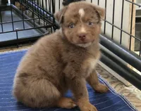 River, ASDR, a male Australian Shepherd for sale in Mineola, TX – 4 of 9