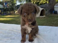 Ruby, ASDR, a female Australian Shepherd for sale in Mineola, TX – 10 of 10