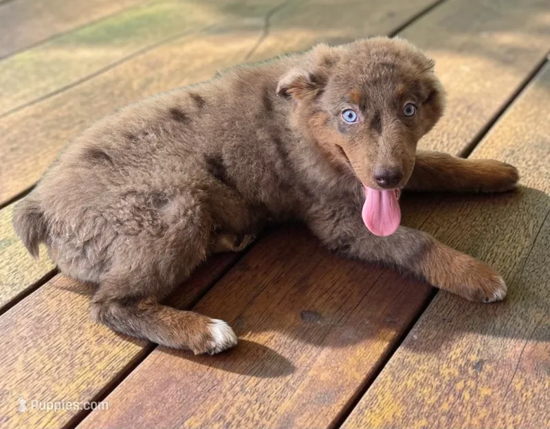 Ruby, ASDR – Australian Shepherd puppy for sale in Mineola, TX
