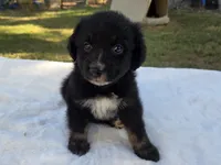Remi, ASDR, a female Australian Shepherd for sale in Mineola, TX – 3 of 10