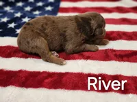 River, ASDR, a male Australian Shepherd for sale in Mineola, TX – 2 of 2