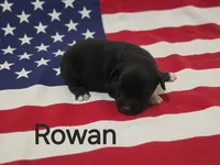 Rowan, ASDR, a male Australian Shepherd for sale in Mineola, TX – 2 of 2