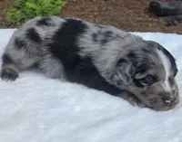 Taz, a male Australian Shepherd for sale in Mineola, TX – 2 of 3