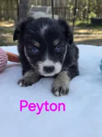 Peyton, a female Miniature Australian Shepherd for sale in Mineola, TX – Photo 2 of 3