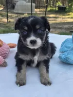 Peyton, a female Miniature Australian Shepherd for sale in Mineola, TX – Photo 3 of 3