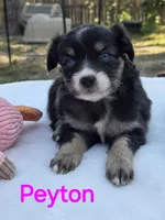 Peyton, a female Miniature Australian Shepherd for sale in Mineola, TX – Photo 1 of 3