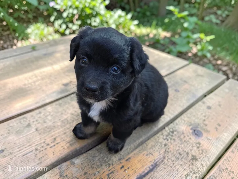 Talia – Australian Shepherd puppy for sale in Mineola, TX