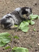 Prince, ASDR, a male Miniature Australian Shepherd for sale in Mineola, TX – Photo 10 of 10