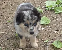 Prince, ASDR, a male Miniature Australian Shepherd for sale in Mineola, TX – Photo 2 of 10