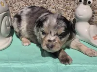 Prince, ASDR, a male Miniature Australian Shepherd for sale in Mineola, TX – Photo 1 of 3