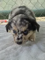 Prince, ASDR, a male Miniature Australian Shepherd for sale in Mineola, TX – Photo 9 of 10