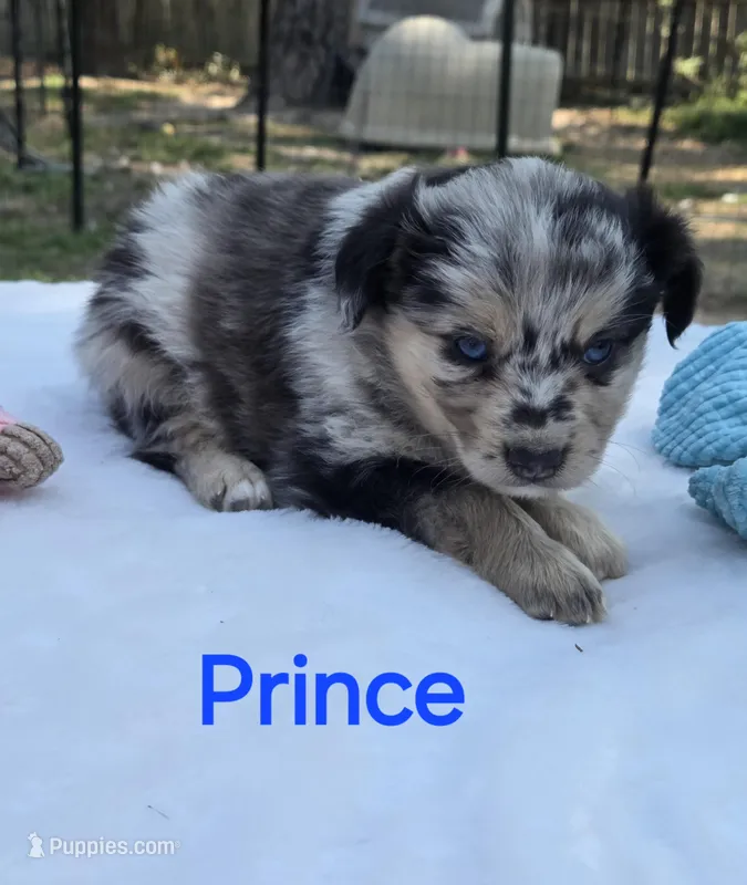 Prince, ASDR – Miniature Australian Shepherd puppy for sale in Mineola, TX