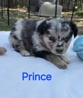 Prince, ASDR, a male Miniature Australian Shepherd for sale in Mineola, TX – Photo 4 of 10