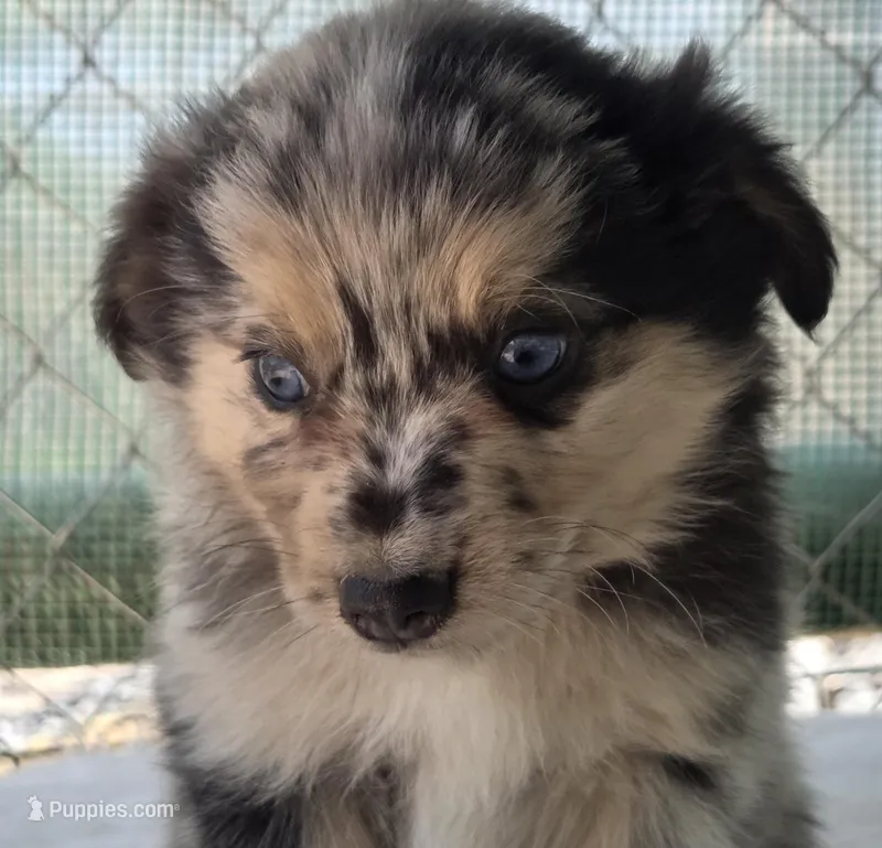 Prince, ASDR – Miniature Australian Shepherd puppy for sale in Mineola, TX