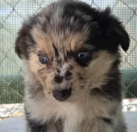 Prince, ASDR, a male Miniature Australian Shepherd for sale in Mineola, TX – Photo 3 of 10