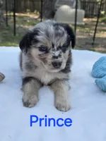 Prince, ASDR, a male Miniature Australian Shepherd for sale in Mineola, TX – Photo 8 of 10