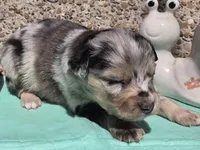 Prince, ASDR, a male Miniature Australian Shepherd for sale in Mineola, TX – Photo 2 of 3