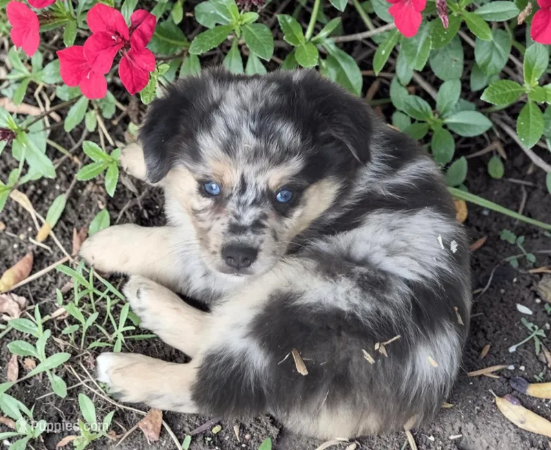 Prince, ASDR – Miniature Australian Shepherd puppy for sale in Mineola, TX