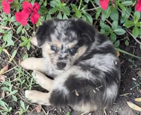 Prince, ASDR, a male Miniature Australian Shepherd for sale in Mineola, TX – Photo 1 of 10