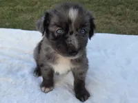 Ronald, ASDR, a male Australian Shepherd for sale in Mineola, TX – 4 of 10