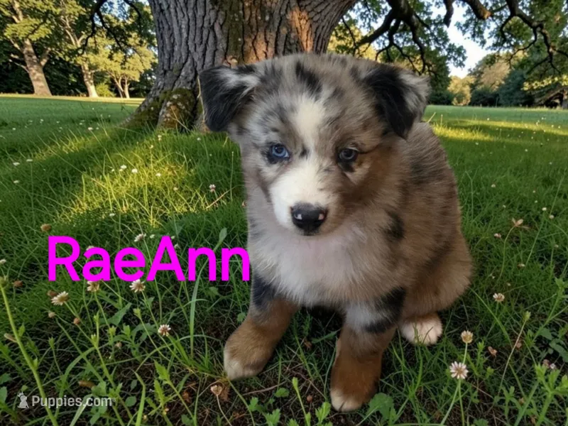 RaeAnn, ASDR – Australian Shepherd puppy for sale in Mineola, TX