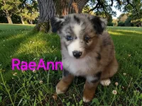 RaeAnn, ASDR, a female Australian Shepherd for sale in Mineola, TX – 1 of 10