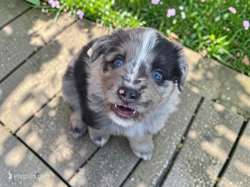 Taz – Australian Shepherd puppy for sale in Mineola, TX