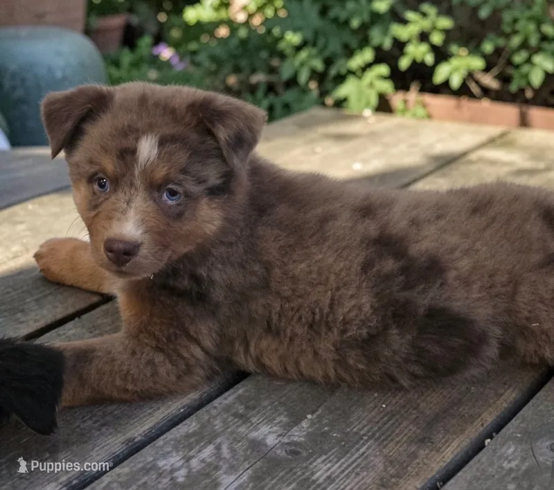 River, ASDR – Australian Shepherd puppy for sale in Mineola, TX
