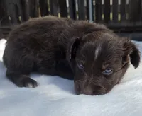 Stan, a male Australian Shepherd for sale in Mineola, TX – 2 of 3