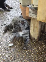 Roland, a male Australian Shepherd for sale in Mineola, TX – 5 of 5