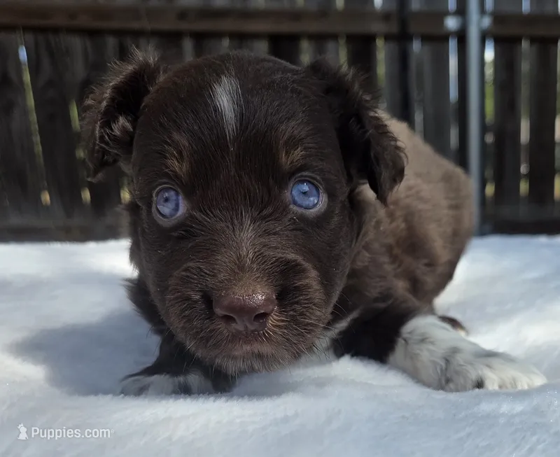 Stan – Australian Shepherd puppy for sale in Mineola, TX