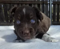 Stan, a male Australian Shepherd for sale in Mineola, TX – 1 of 3