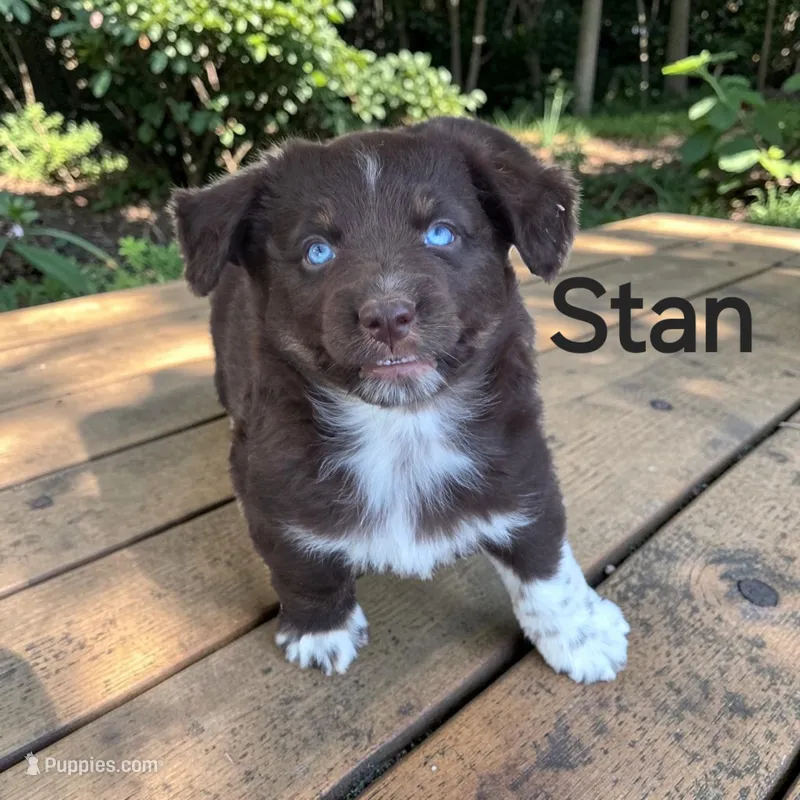 Stan – Australian Shepherd puppy for sale in Mineola, TX