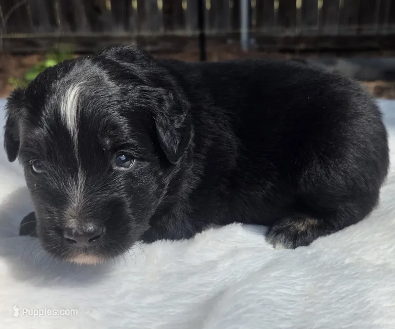 Tank – Australian Shepherd puppy for sale in Mineola, TX