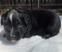 Tank, a male Australian Shepherd for sale in Mineola, TX – 1 of 3