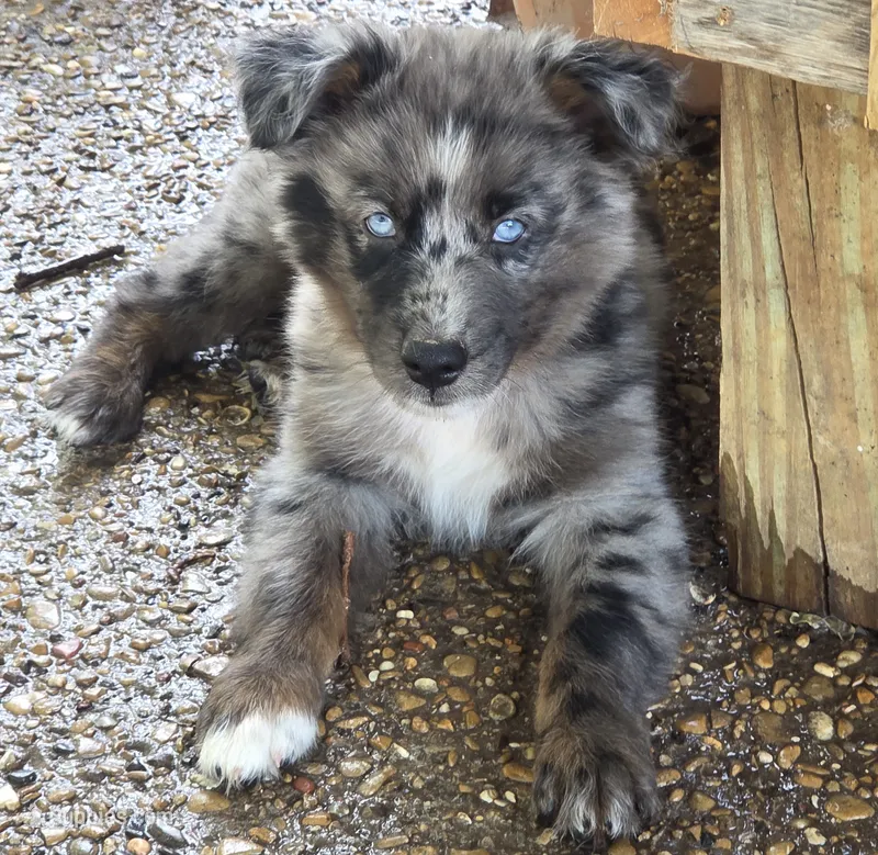 Roland – Australian Shepherd puppy for sale in Mineola, TX
