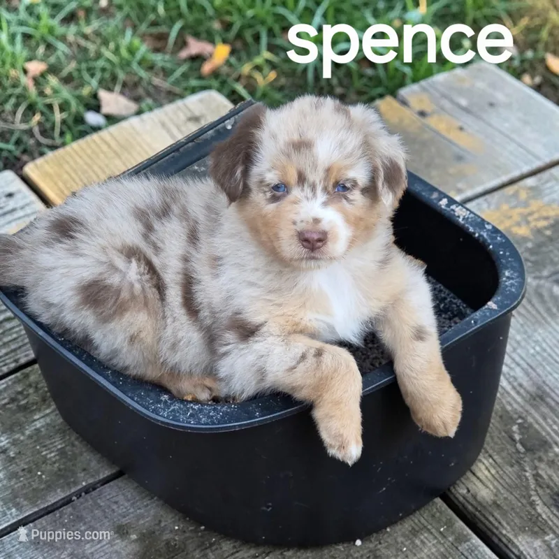 Spence – Australian Shepherd puppy for sale in Mineola, TX