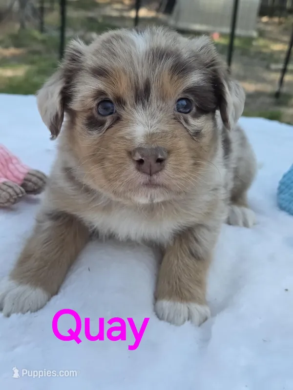 Quay, ASDR – Australian Shepherd puppy for sale in Mineola, TX