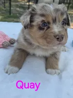 Quay, ASDR, a female Australian Shepherd for sale in Mineola, TX – Photo 2 of 3