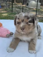 Quay, ASDR, a female Australian Shepherd for sale in Mineola, TX – Photo 3 of 3