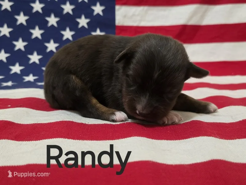 Randy, ASDR – Australian Shepherd puppy on hold in Mineola, TX