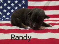 Randy, ASDR, a male Australian Shepherd for sale in Mineola, TX – 1 of 2
