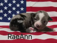 RaeAnn, ASDR, a female Australian Shepherd for sale in Mineola, TX – 1 of 2