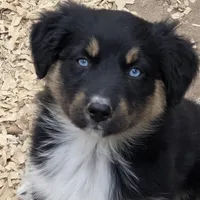 Naomi, AKC, a female Australian Shepherd for sale in Mineola, TX – Photo 1 of 9